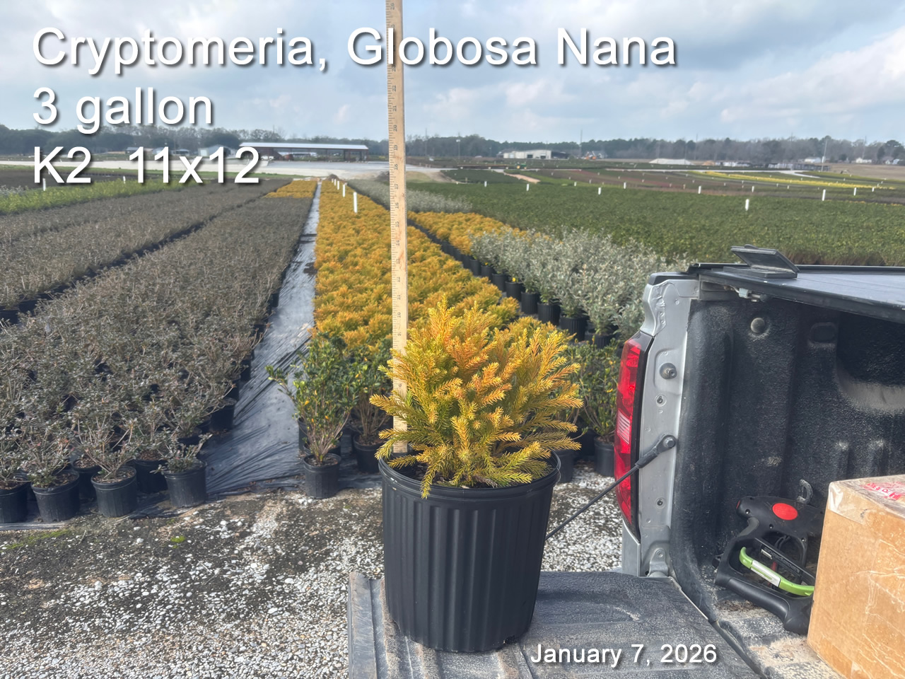 gallery/cry3 k2 jan7.jpg